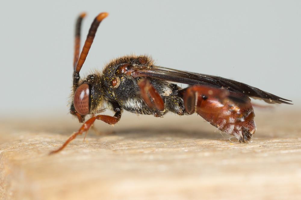  Nomada carnifex Mocsáry, 1883