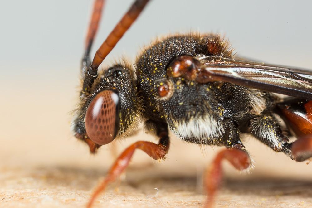  Nomada carnifex Mocsáry, 1883