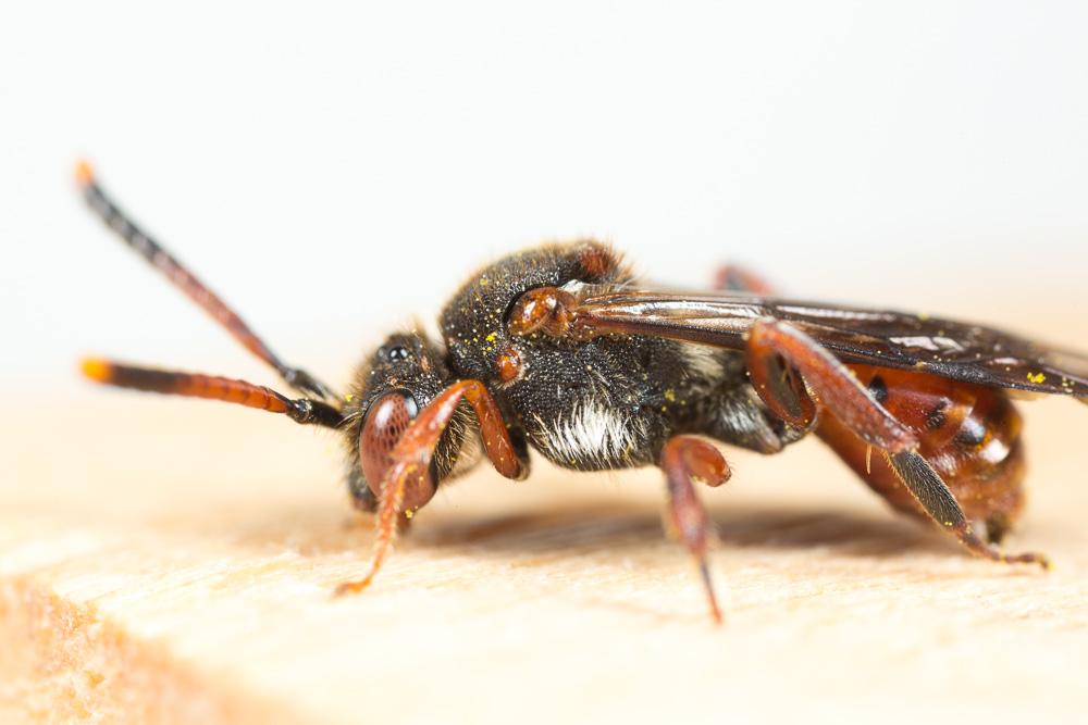  Nomada carnifex Mocsáry, 1883