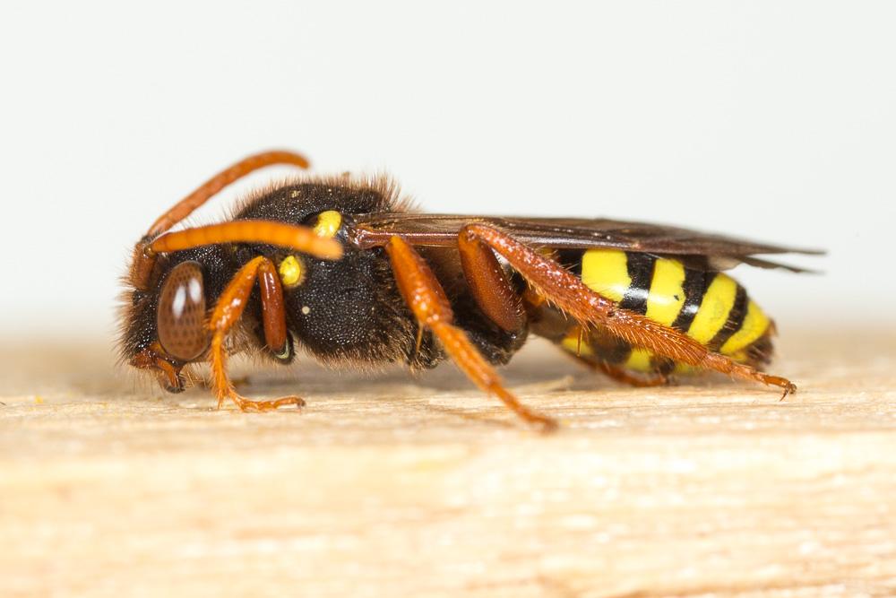  Nomada duplex Smith, 1854