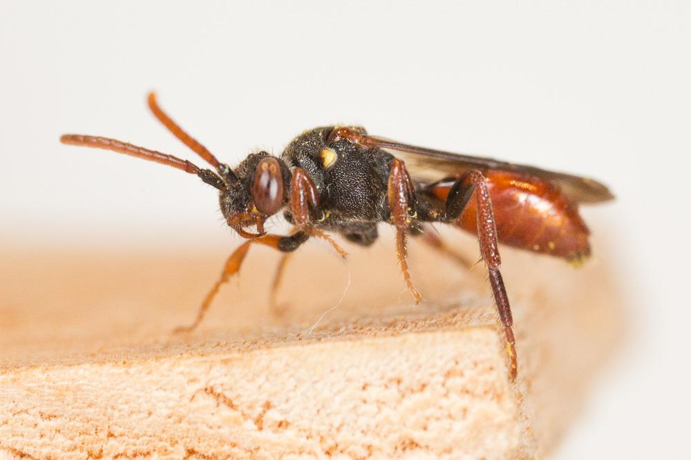  Nomada ferruginata (Linnaeus, 1767)