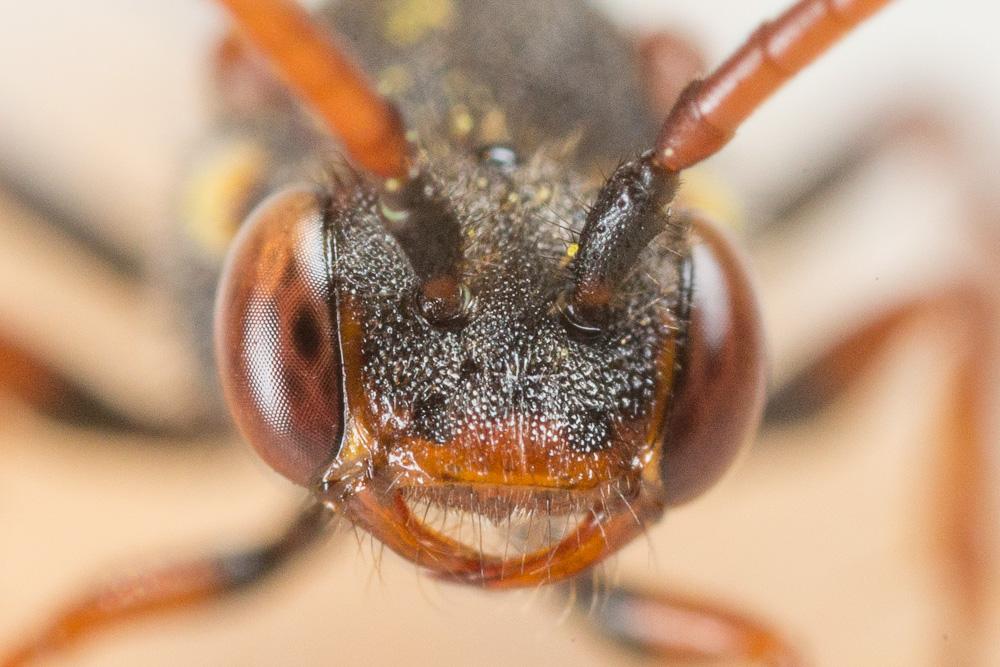  Nomada ferruginata (Linnaeus, 1767)