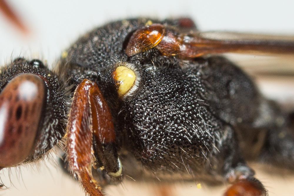  Nomada ferruginata (Linnaeus, 1767)