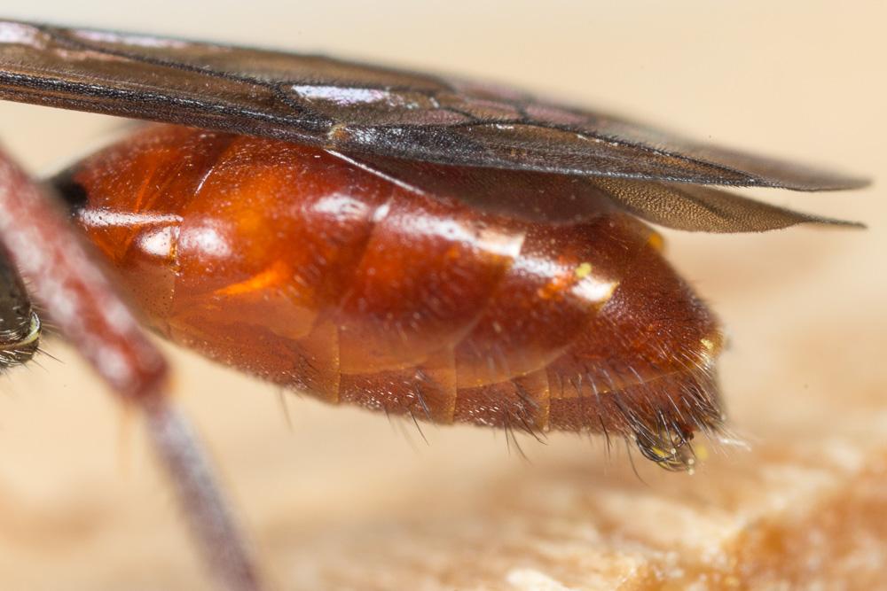  Nomada ferruginata (Linnaeus, 1767)