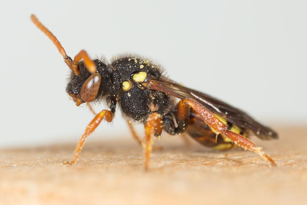  Nomada fucata Panzer, 1798