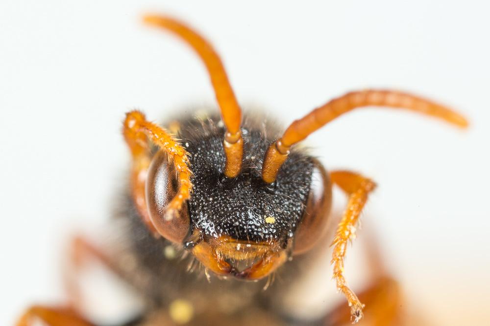  Nomada fucata Panzer, 1798