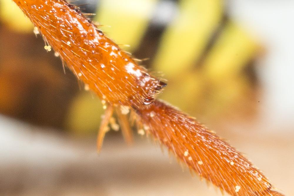  Nomada fucata Panzer, 1798