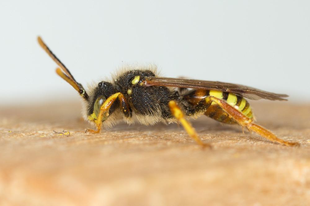  Nomada fucata Panzer, 1798