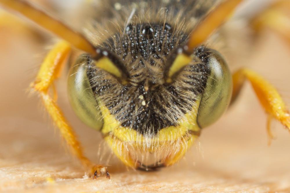  Nomada fucata Panzer, 1798