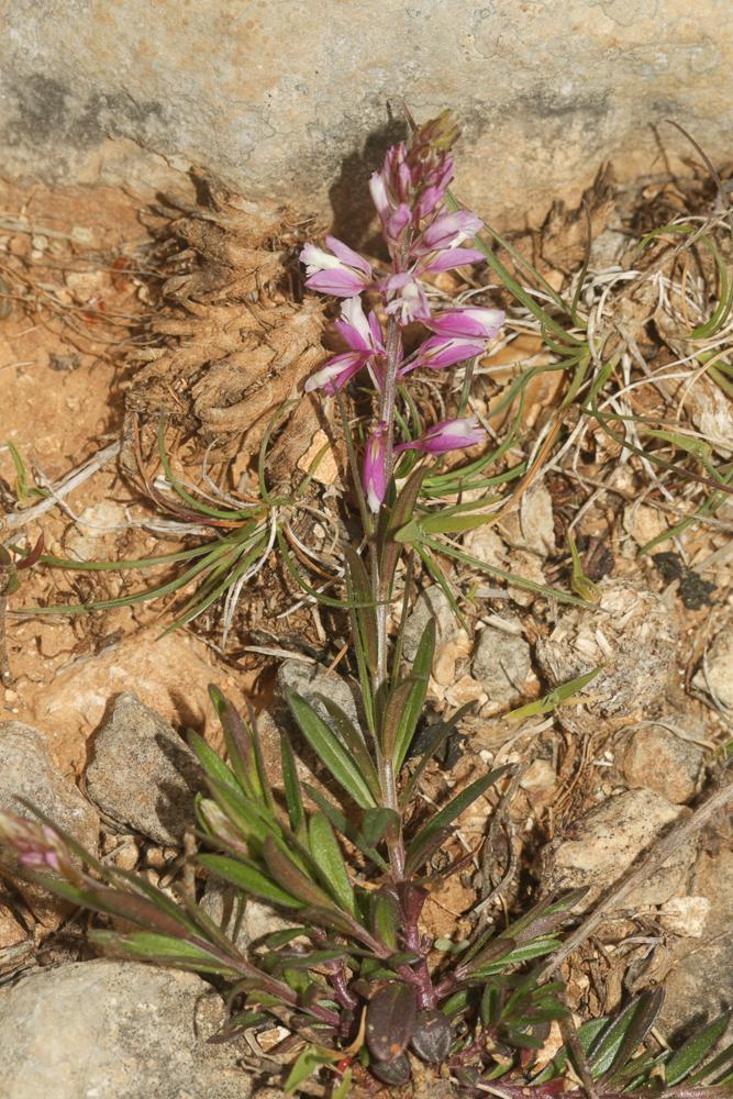 Polygala chevelu Polygala comosa Schkuhr, 1796