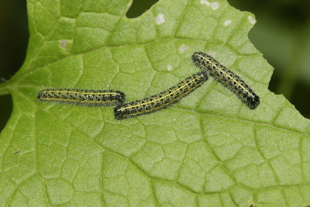 Piéride du Chou (La), Grande Piéride du Chou (La), Pieris brassicae (Linnaeus, 1758)