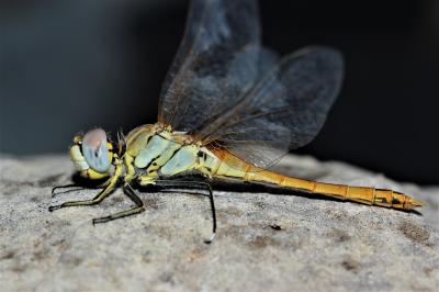 Sympétrum de Fonscolombe (Le) Sympetrum fonscolombii (Selys, 1840)