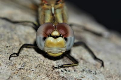 Sympétrum de Fonscolombe (Le) Sympetrum fonscolombii (Selys, 1840)