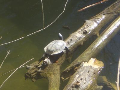 Tortue de Floride Trachemys scripta elegans (Wied, 1839)