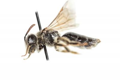  Andrena alfkenella Perkins, 1914