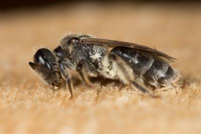  Andrena alfkenella Perkins, 1914