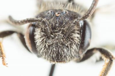  Andrena alfkenella Perkins, 1914