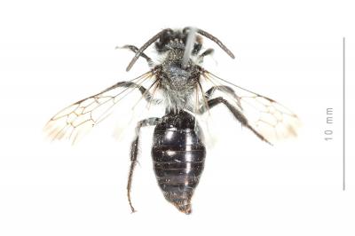  Andrena barbareae Panzer, 1805