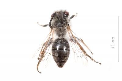  Andrena bicolorata (Rossi, 1790)