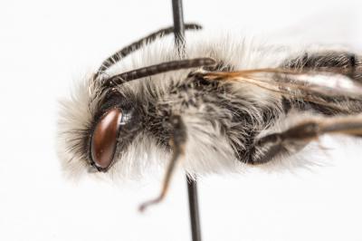  Andrena bicolorata (Rossi, 1790)