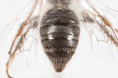  Andrena bicolorata (Rossi, 1790)