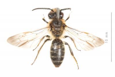  Andrena bimaculata (Kirby, 1802)