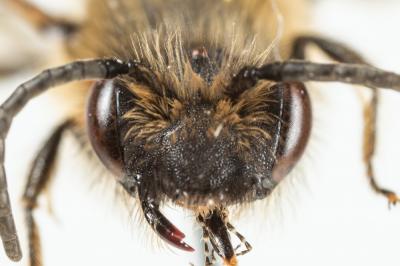  Andrena bimaculata (Kirby, 1802)