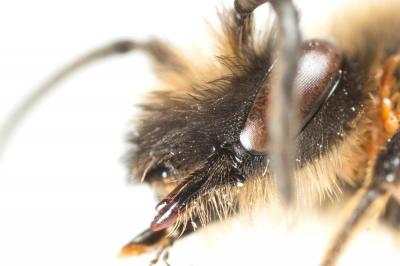  Andrena bimaculata (Kirby, 1802)