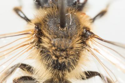  Andrena bimaculata (Kirby, 1802)