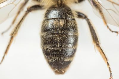  Andrena bimaculata (Kirby, 1802)