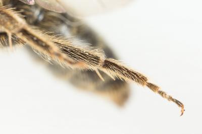  Andrena bimaculata (Kirby, 1802)