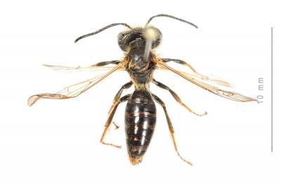  Andrena bucephala Stephens, 1846