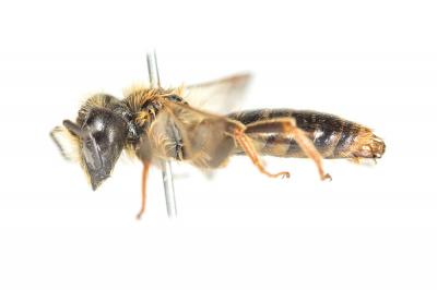  Andrena bucephala Stephens, 1846