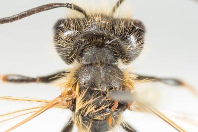  Andrena bucephala Stephens, 1846