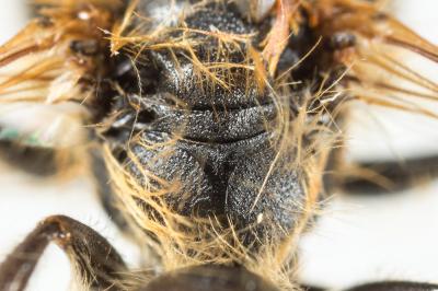  Andrena bucephala Stephens, 1846