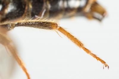  Andrena bucephala Stephens, 1846