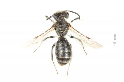  Andrena cinerea Brullé, 1832