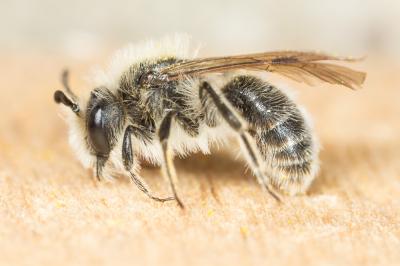  Andrena cinerea Brullé, 1832