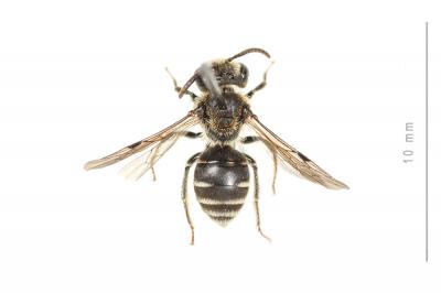  Andrena colletiformis Morawitz, 1874