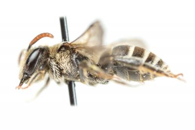  Andrena colletiformis Morawitz, 1874