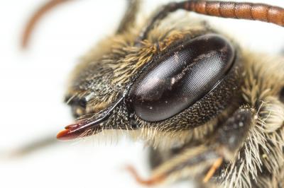  Andrena colletiformis Morawitz, 1874