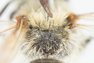  Andrena decipiens Schenck, 1861