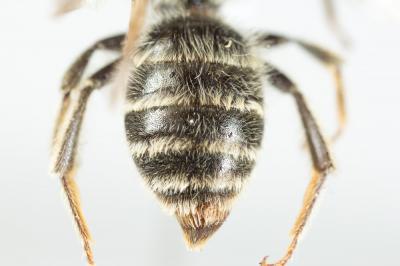  Andrena decipiens Schenck, 1861