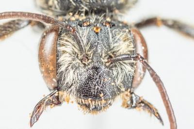  Andrena decipiens Schenck, 1861