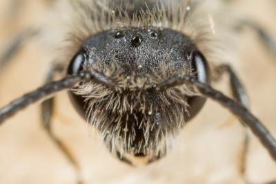  Andrena distinguenda Schenck, 1871