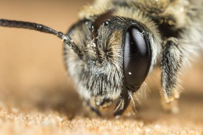  Andrena farinosa Pérez, 1895