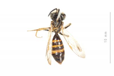  Andrena ferox Smith, 1847