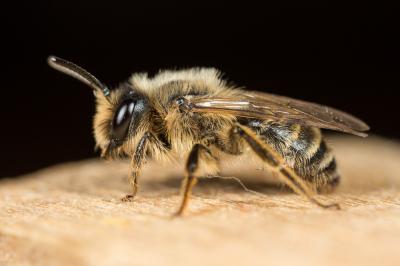  Andrena flavipes Panzer, 1799