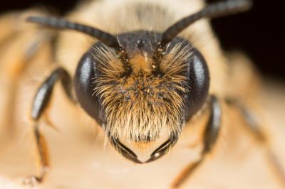  Andrena flavipes Panzer, 1799