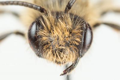  Andrena flavipes Panzer, 1799